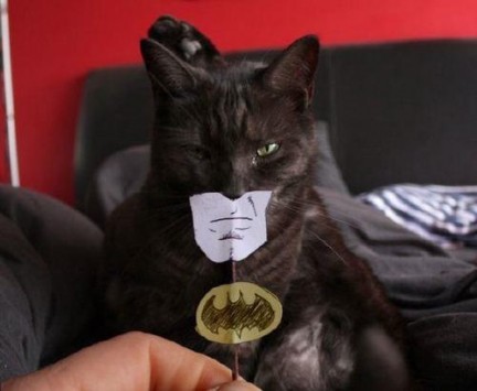 Foto della settimana - Bat-Cat